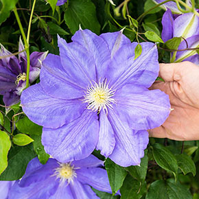Clematis HF Young