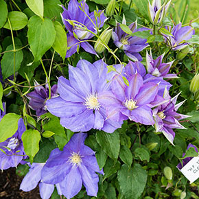 Clematis HF Young