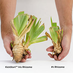 In Love Again KickStart™ Reblooming Iris