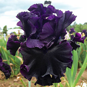 Black Lipstick Bearded Iris