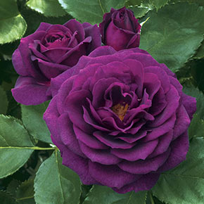 Purple Jumbo Rose Sampler
