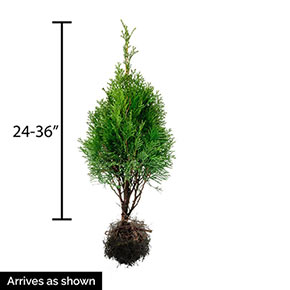 Emerald Green Arborvitae Hedge