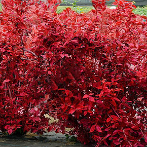 Elliot Blueberry Hedge