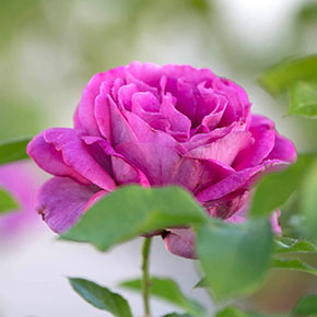 Sweet Madame Blue Floribunda Rose