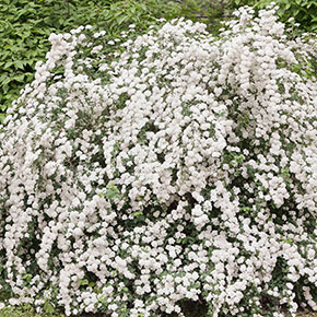 Spirea Snowmound White