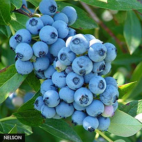 Best Freezing Blueberry Collection