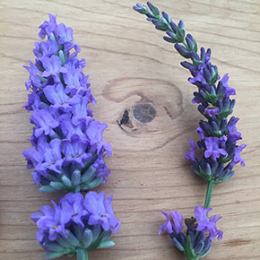 Sensational!<sup>®</sup> Lavender