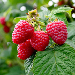 Crimson Night Raspberry | Spring Hill Nurseries