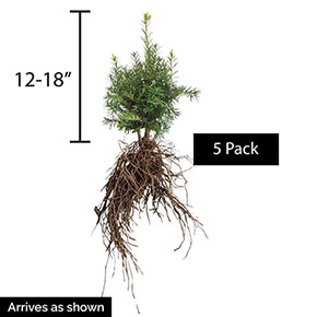 Brown's Yew Hedge