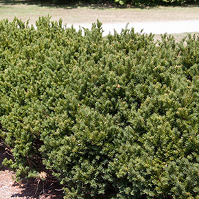 Brown's Yew Hedge