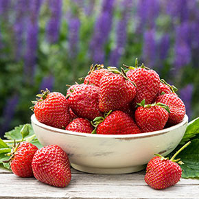 Charlotte Strawberry