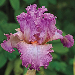 Social Graces KickStart™ Bearded Iris