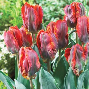 A Cluster of Blumex Parrot Tulip Flowers