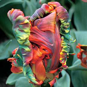 A Closeup of Blumex Parrot Tulip's Rainbow Petals.