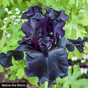 Almost Midnight Iris Collection