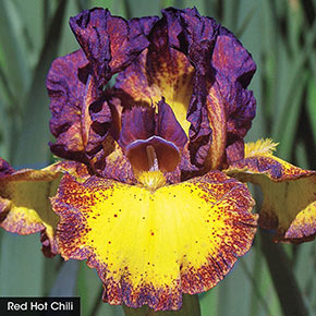 Reblooming Iris Collection