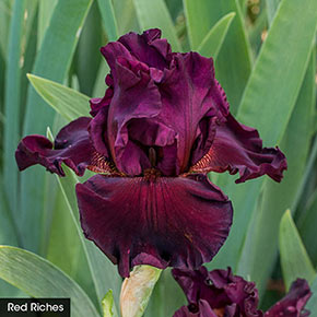 Two Months of Blooming Iris Collection | Spring Hill Nurseries