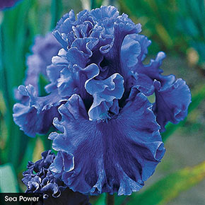 Give Me All The Blues Iris Collection