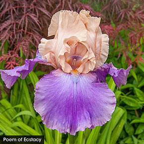 Tickled Pink Iris Collection