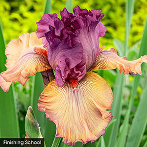 Tickled Pink Iris Collection