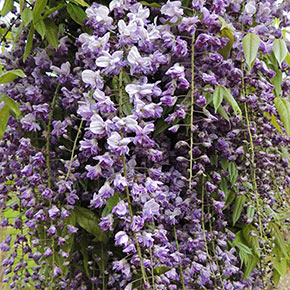 Grande Diva<sup>®</sup> Jessye Wisteria