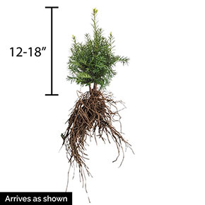 Hicks Upright Yew Hedge