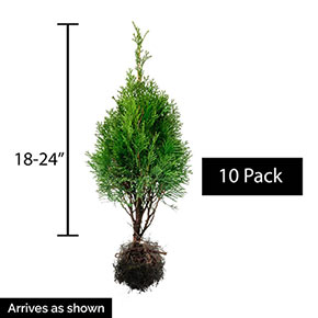 Emerald Green Arborvitae Hedge
