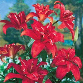 Red Fury Double Flowered Lily
