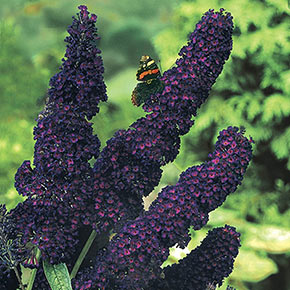 Black Knight Butterfly Bush