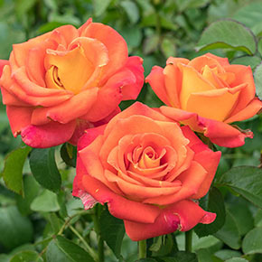 Burst of Joy™ Floribunda Rose