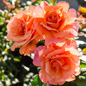 Easy Does It<sup>®</sup> Floribunda Rose