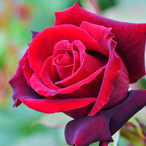 Jumbo Lasting Love<sup>®</sup> Hybrid Tea Rose