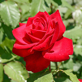 Olympiad™ Hybrid Tea Rose