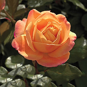 Strike It Rich<sup>®</sup> Grandiflora Rose-Jb