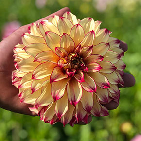 Lady Darlene Dahlia