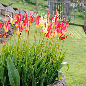 Tulip Acuminata
