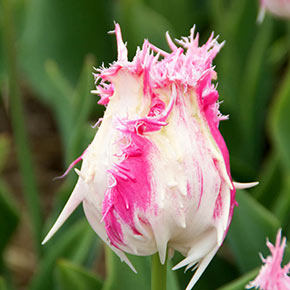 Drakensteyn Tulip