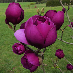 Black Tulip ™ Magnolia Tree