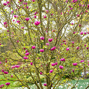 Black Tulip™ Magnolia Tree