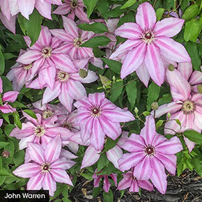 Colossal Blooms Clematis Collection