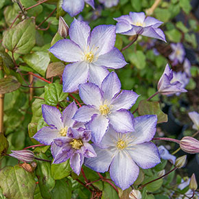 Clematis Lucky Charm