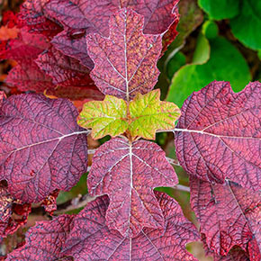 Snowflake Oakleaf Hydrangea