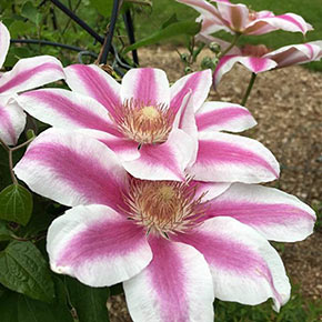 Clematis Maria Therese