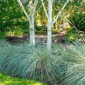 Row of Blue Oat Grass Helictotrichon sempervirens beneath two trees