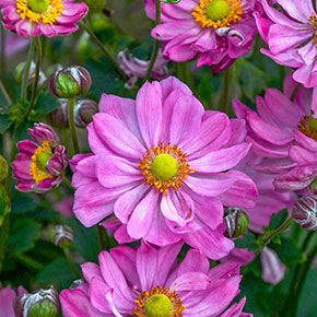 Curtain Call Pink Anemone