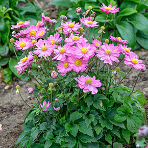 Curtain Call Pink Anemone