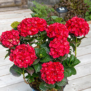 Cherry-Go-Round ™ Bigleaf Hydrangea