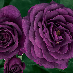 Floribunda Roses