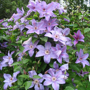 Clematis Minister