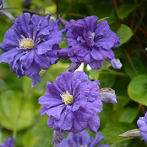 Clematis Poet